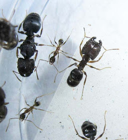 Gyne, major and minor workers of Pheidole sp