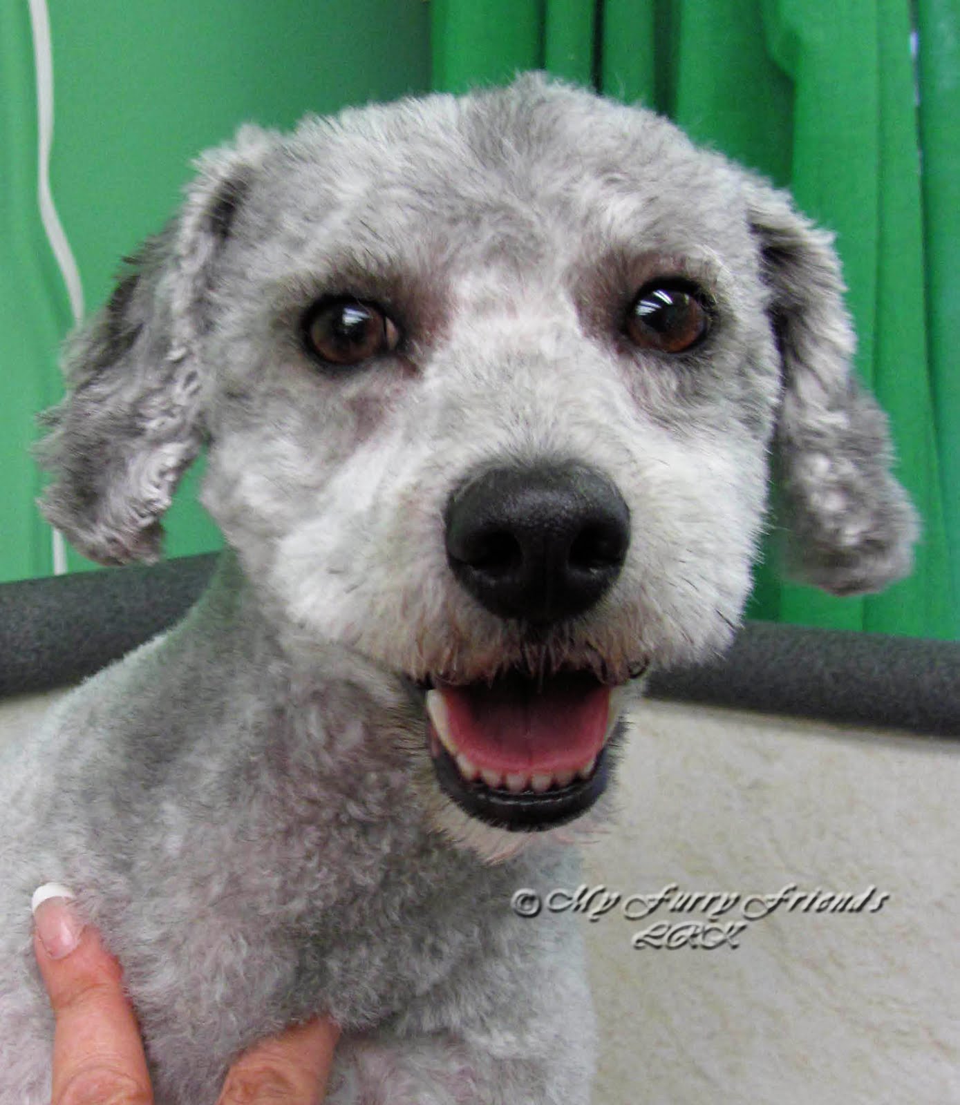 Fully shaved schnauzer Fully shaved schnauzer