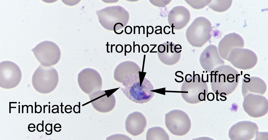 Disneyland in california picture