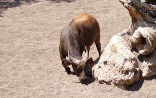 Bioparc Valencia. Bioparc Valencia.