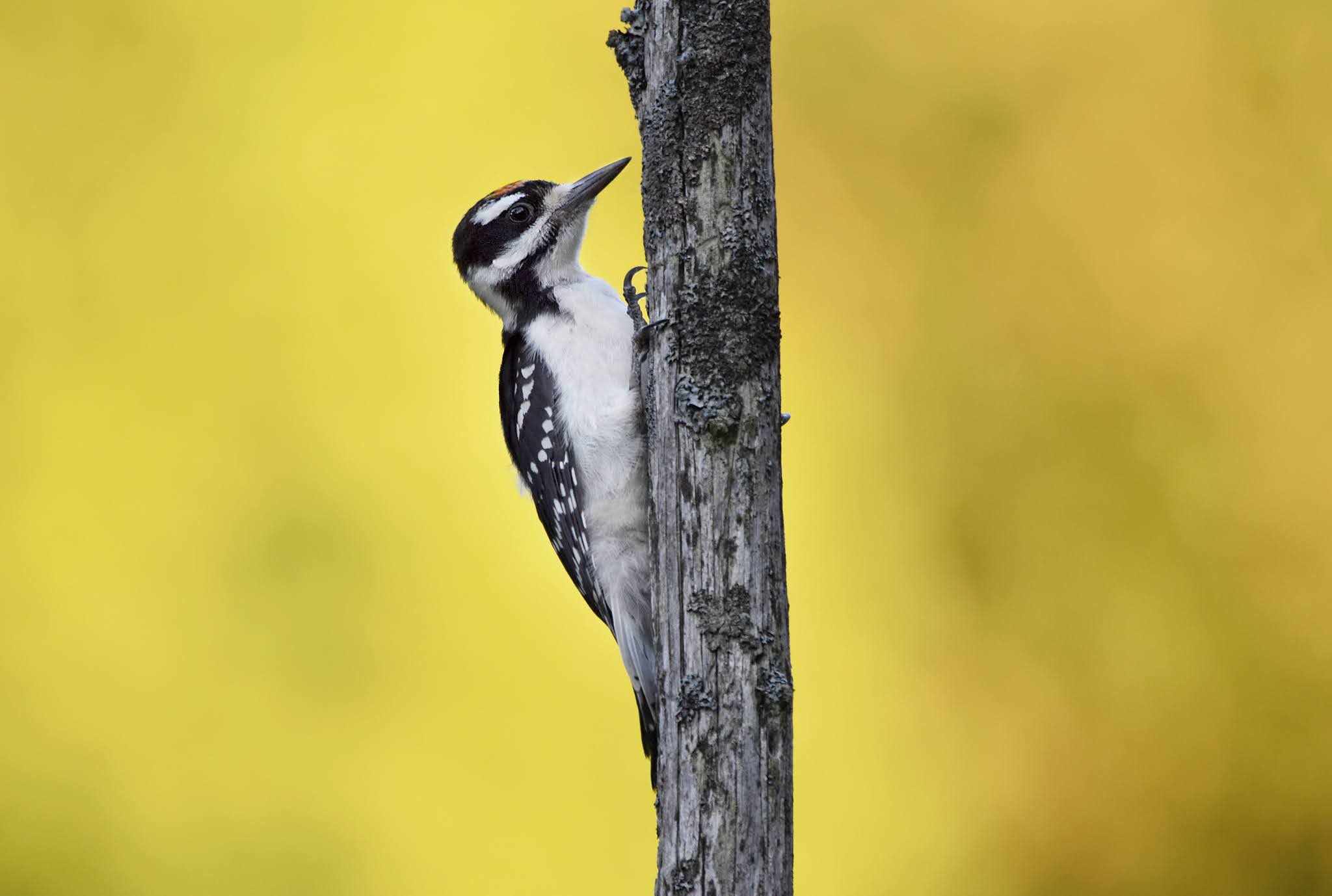5 Fun Facts About Woodpeckers | Nature Notes Blog