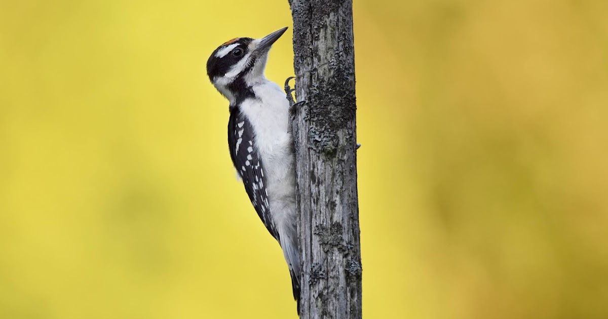 5 Fun Facts About Woodpeckers | Nature Notes Blog