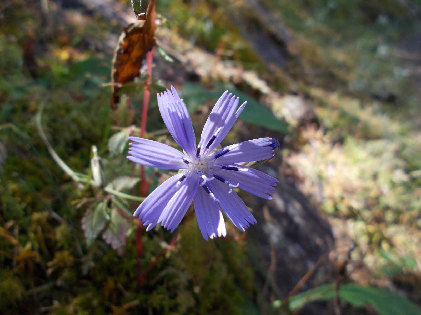 Вокруг Манаслу, долина Цум, Нар-Пу. Непал 2017.