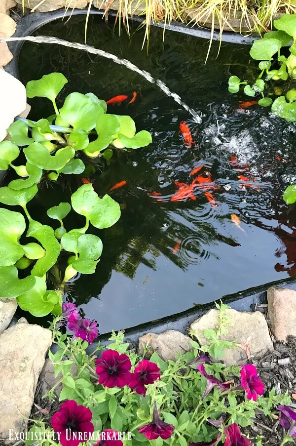 Backyard pond with goldfish and floating plants
