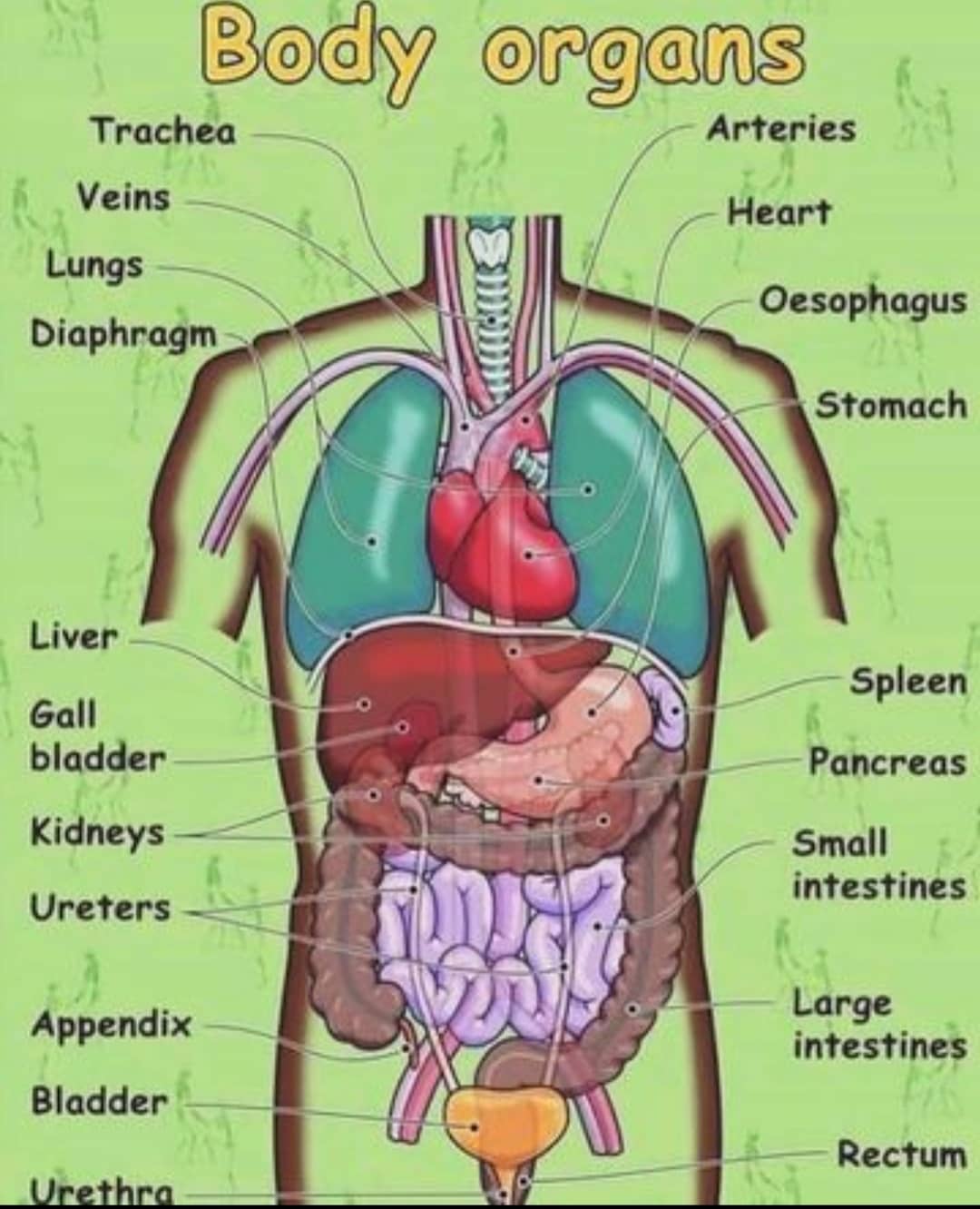 Lista 94 Imagen Organos Internos Del Cuerpo Humano Lleno