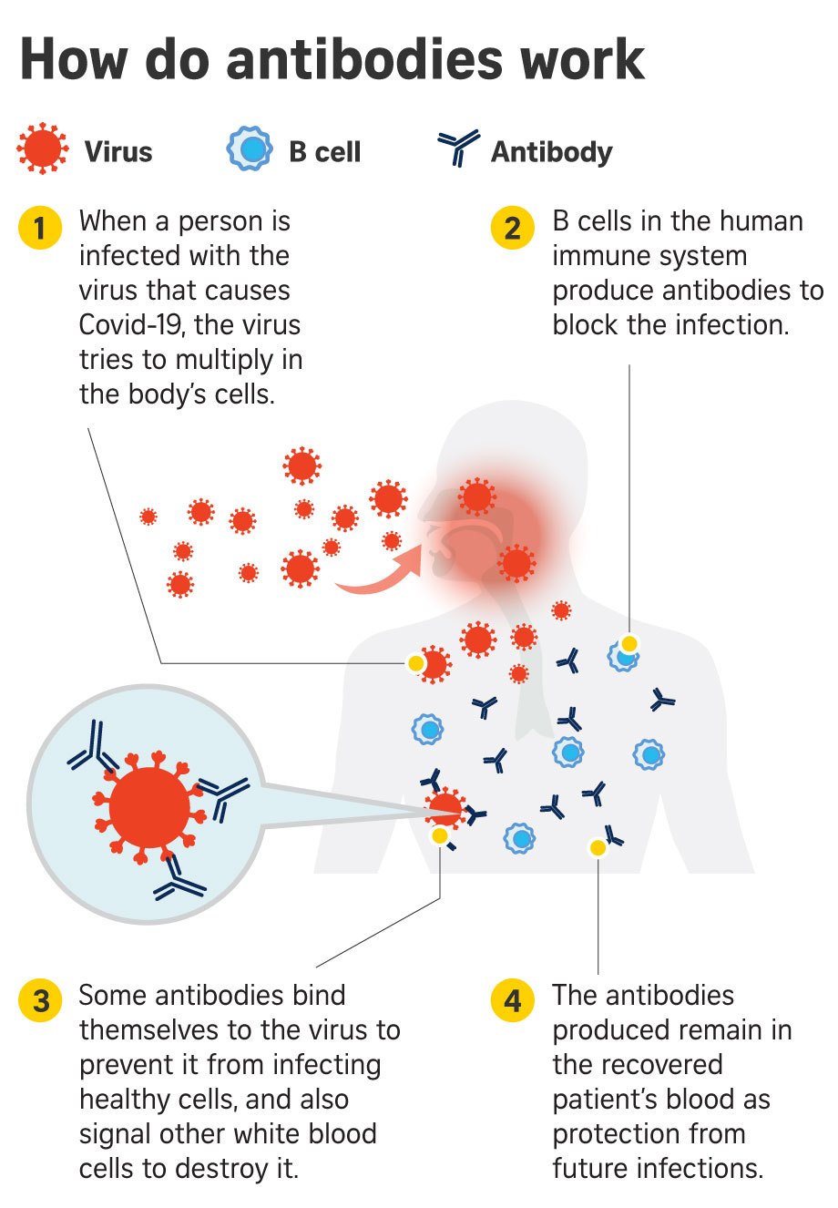 Interesting Green 5 antibodies that fight Covid19 discovered by