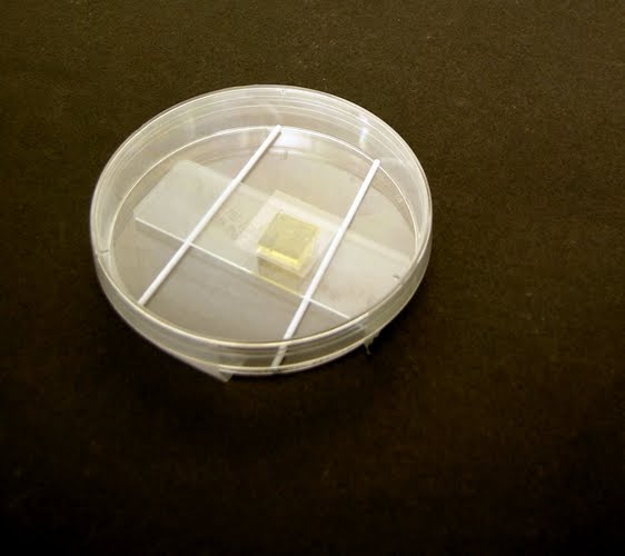 Fun With Microbiology (What's Buggin' You?) Slide Culture Technique