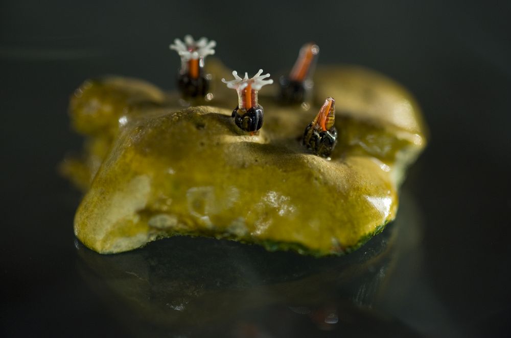 Blaschka's glass models of sea anemones.