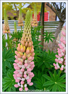 Luscious Lupins ©BionicBasil® The Pet Parade 352