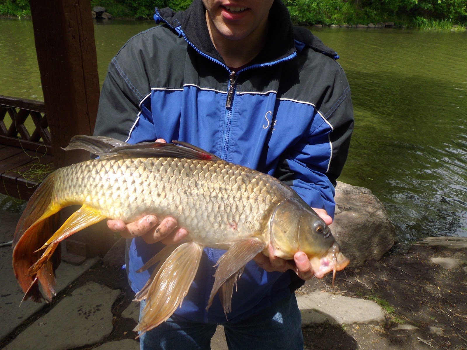 The Great Lakes of NYC Fantail Carp caught in Central Park