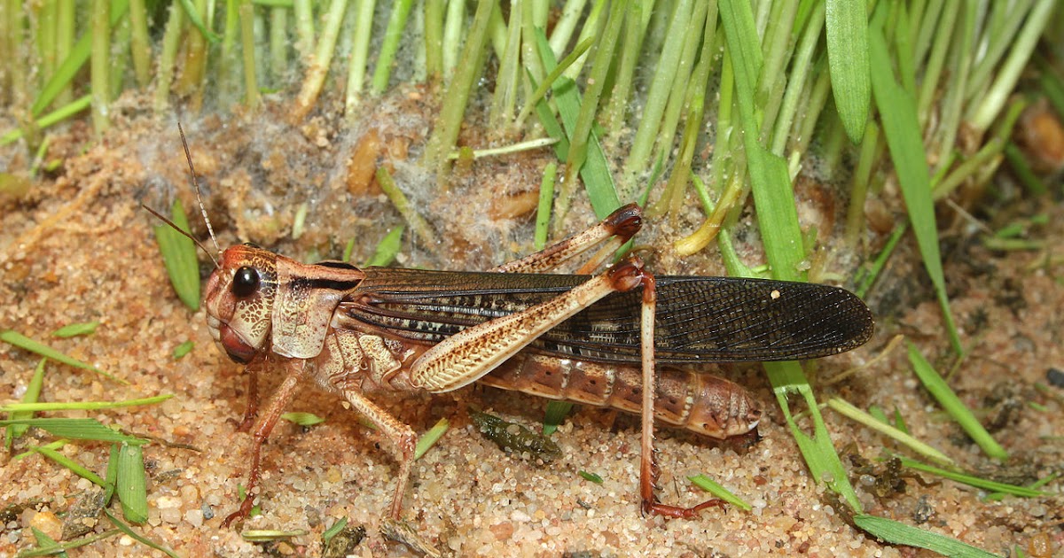 The Wryneck COULD CLIMATE CHANGE BRING SWARMS OF LOCUSTS TO THE