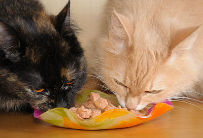 Memperhatikan Makanan dan Minuman Kucing