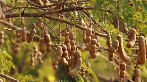 ખાટી આમલીની ખેતી વિશે સંપૂર્ણ માહિતી