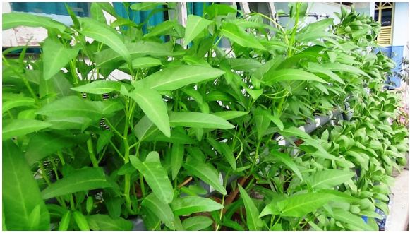 Unit Kegiatan Belajar Mandiri Ukbm Kd 3 2 Perencanaan Usaha Budidaya Tanaman Pangan Meliputi Ide Dan Peluang Usaha Sumber Daya Administrasi Dan Pemasaran