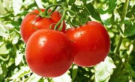 Les maladies et les ravageurs les plus reconnus sur tomate