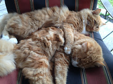 George & Barney Barncats!