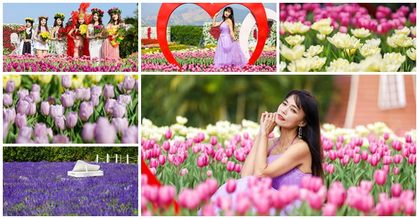 中社觀光花市,鬱金香花季,百合花,風車造景,裝置藝術,白色馬車,花海拍照景點,台中,后里,花季,賞花,花海,鬱金香,拍照,打卡,落羽松,泰安鐵道文化園