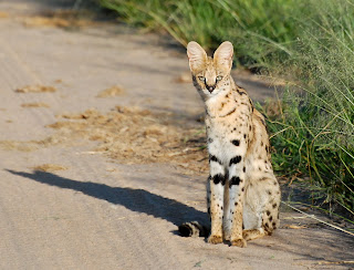 Serval Cat
