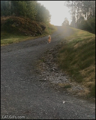 Amazing Cat GIF • Cutest kitty trot ever. Look at that super fantastic fluffy tail like a squirrel tail Amazing Cat GIF • Cutest kitty trot ever. Look at that super fantastic fluffy tail like a squirrel tail