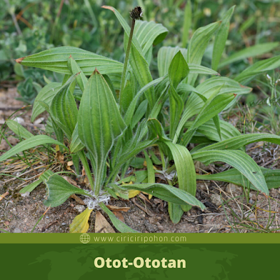 Otot-Ototan