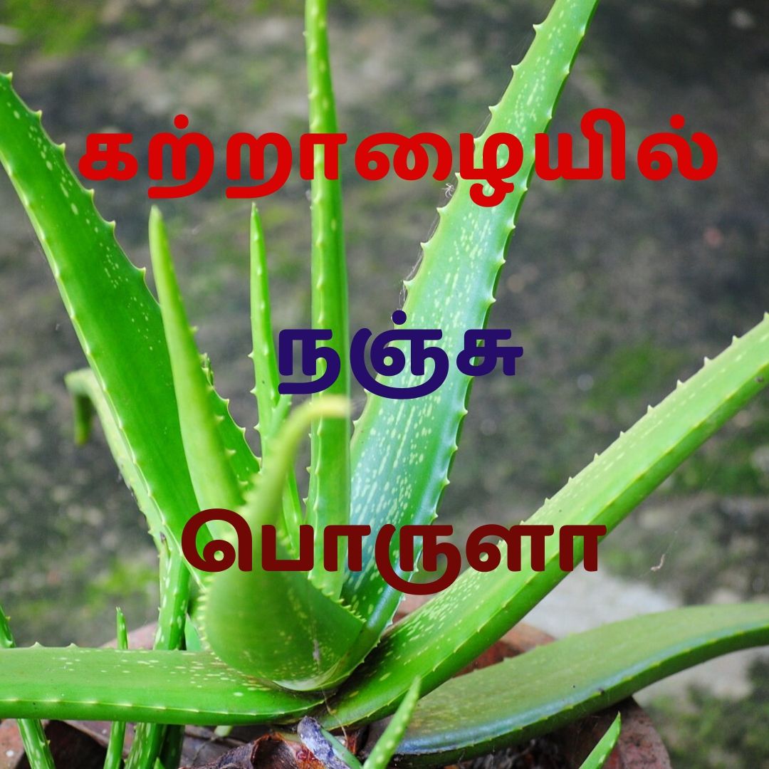 Is aloe vera poisonous How to eat aloe vera with pictures in tamil
