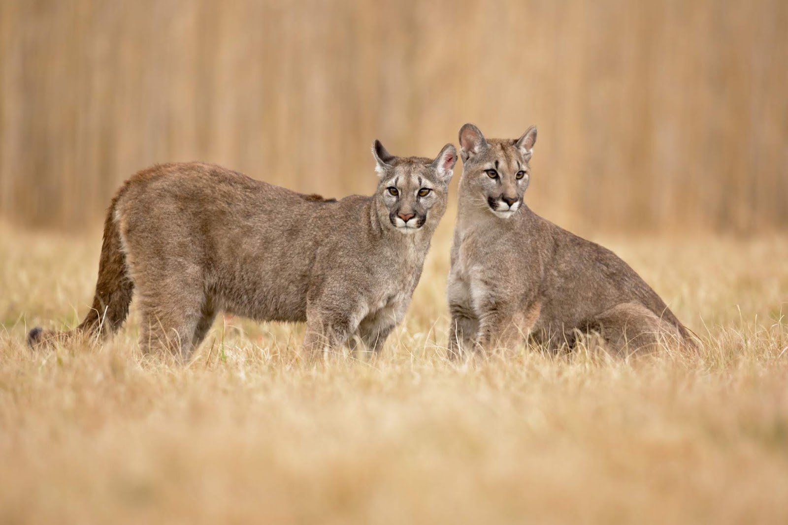 Suçuarana ou Puma (Felis concolor)