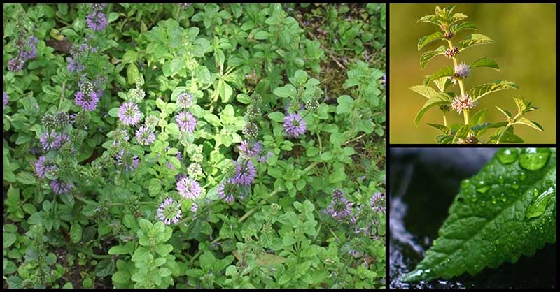 Yerba Buena: A DOH Approved Medicinal Plant That Helps The Body In Many Ways Yerba Buena: A DOH Approved Medicinal Plant That Helps The Body In Many Ways