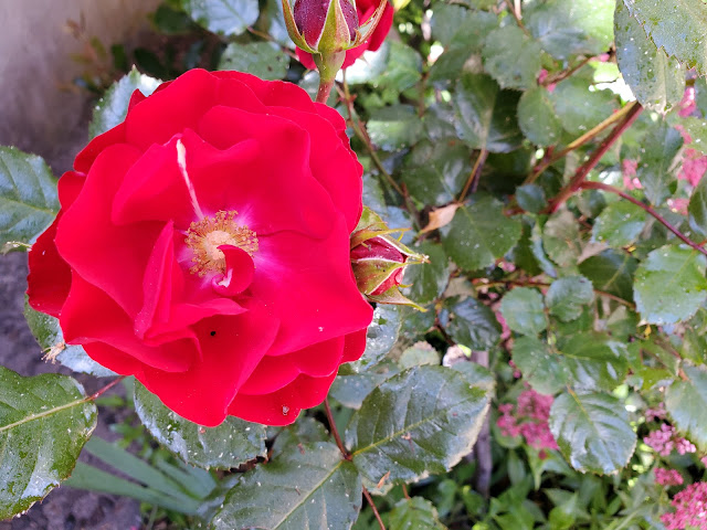 Image of a rose on a bush in bloom