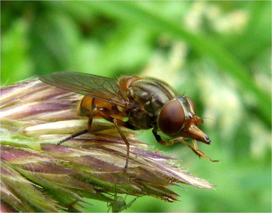 Insects of Scotland: Hoverflies