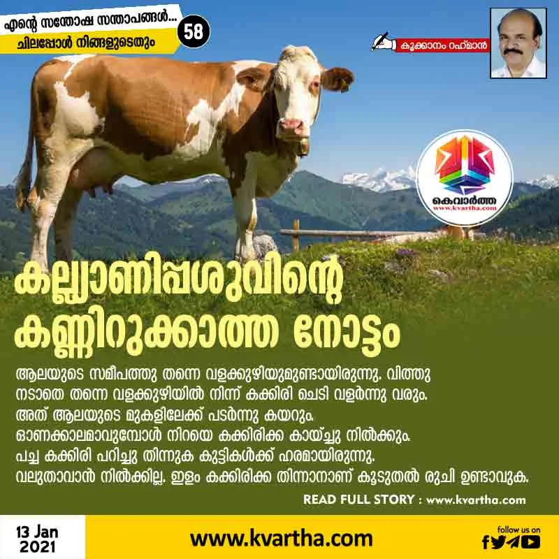 The the story of Kalyani cow