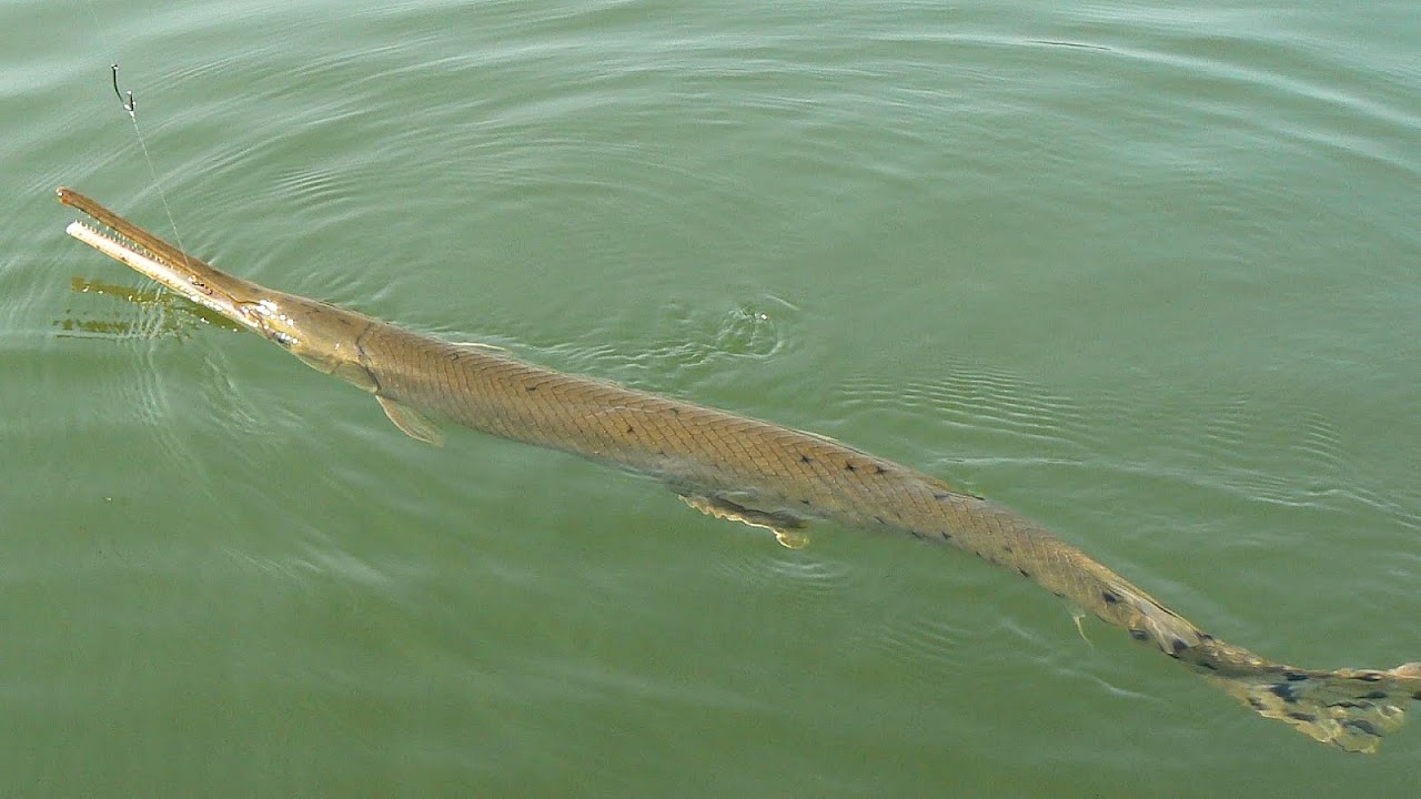 Alligator In Lake Lanier Trip to Lake