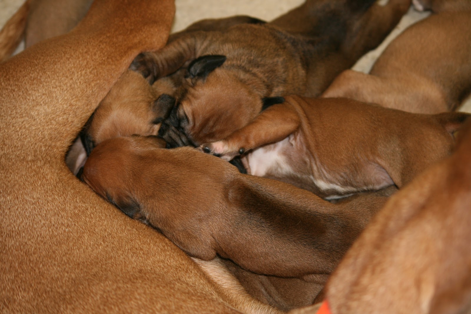 Kushinda Ridgeback Puppy Watch & Care