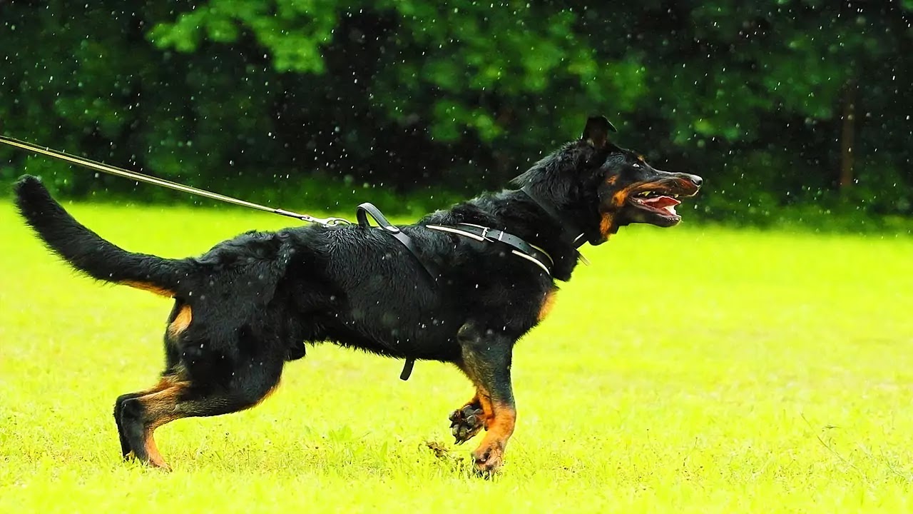 Berger De Beauceron Berger De Beauceron