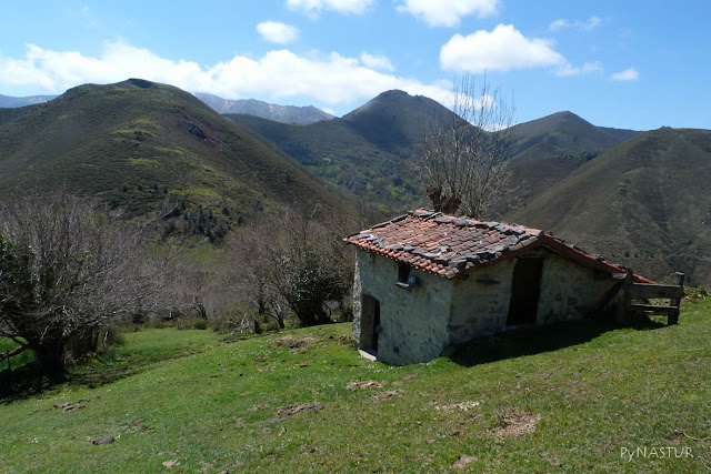 Cabaña con árbol Cabaña con árbol