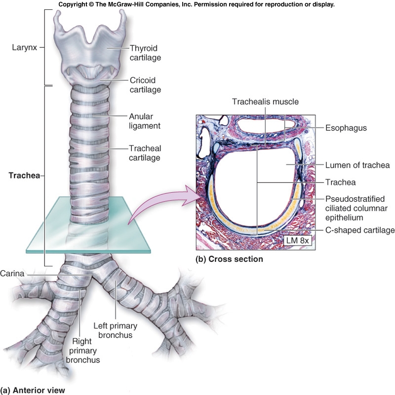 Human Respiratory System Elsa Elita