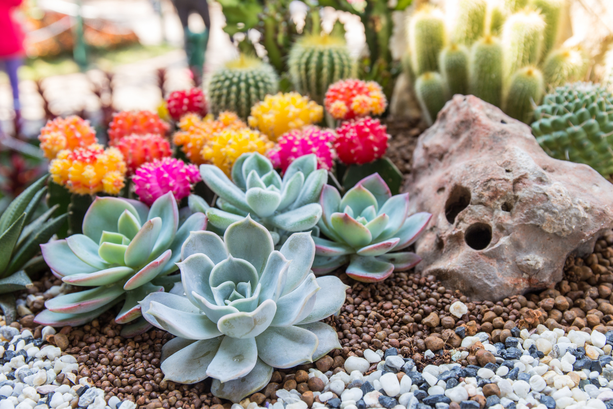 How to Make Kalanchoe Bloom particular time