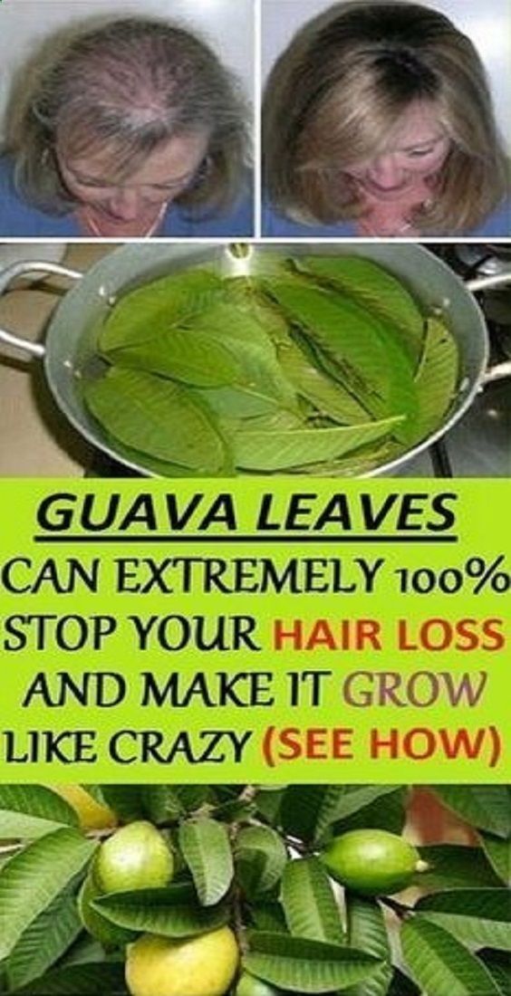 GUAVA LEAVES CAN EXTREMELY 100 STOP YOUR HAIR LOSS AND MAKE IT GROW