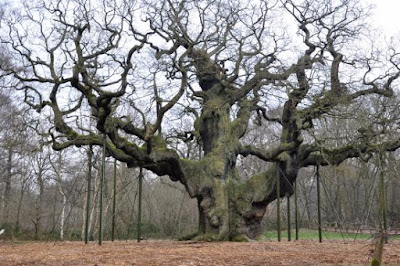 Les arbres magiques : le chêne  The-major-oak-the-forest
