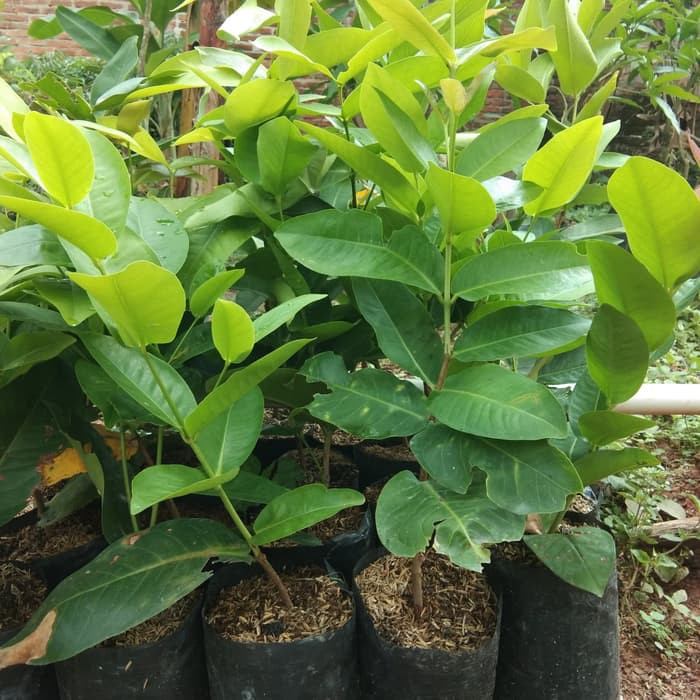 jambu air black kingkong Cisitu