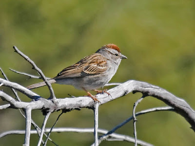 Photo of Chipping Sparrow on a branch