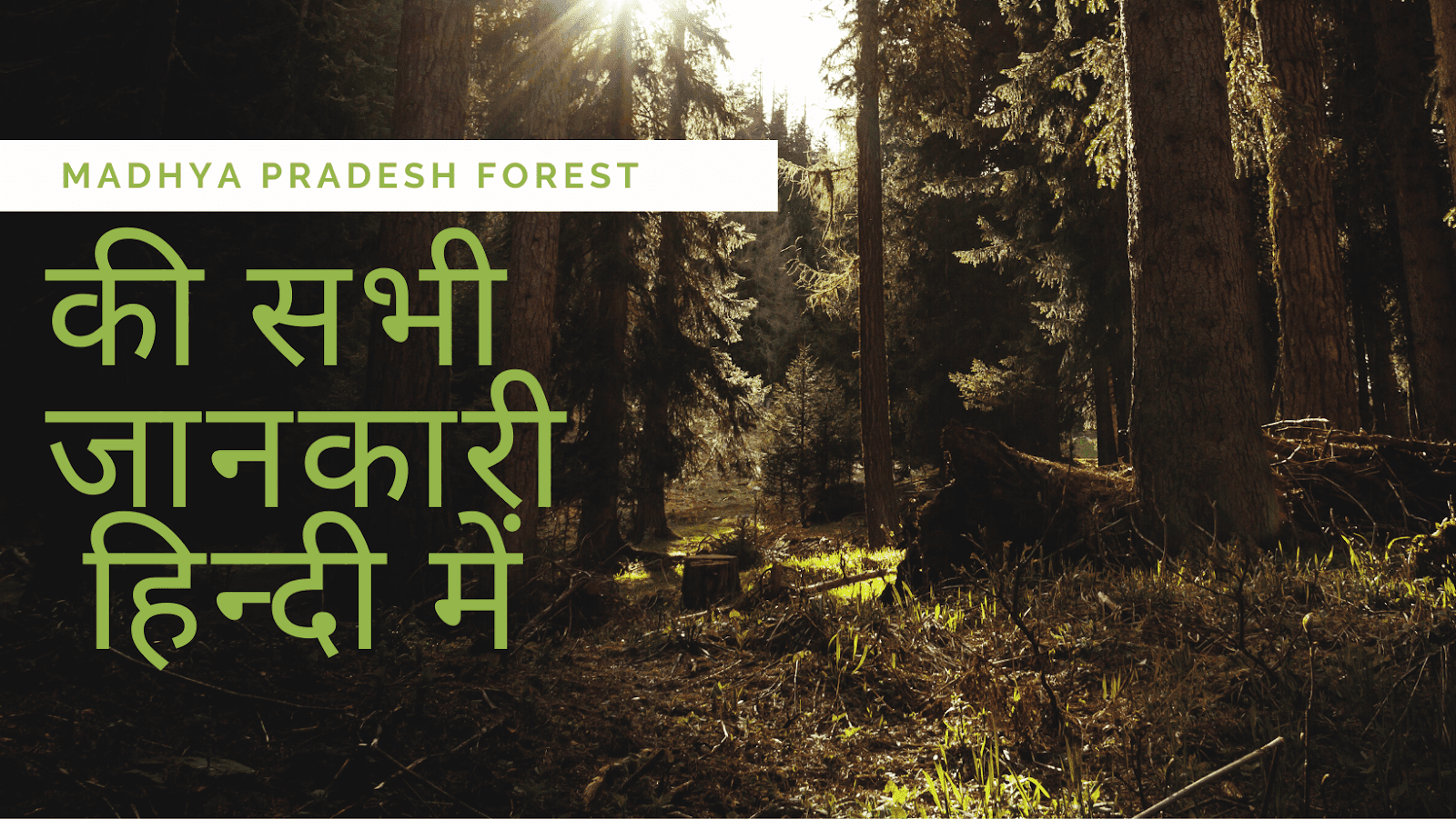 Madhya Pradesh Forest की सभी जानकारी हिन्दी में Madhya Pradesh Forest की सभी जानकारी हिन्दी में