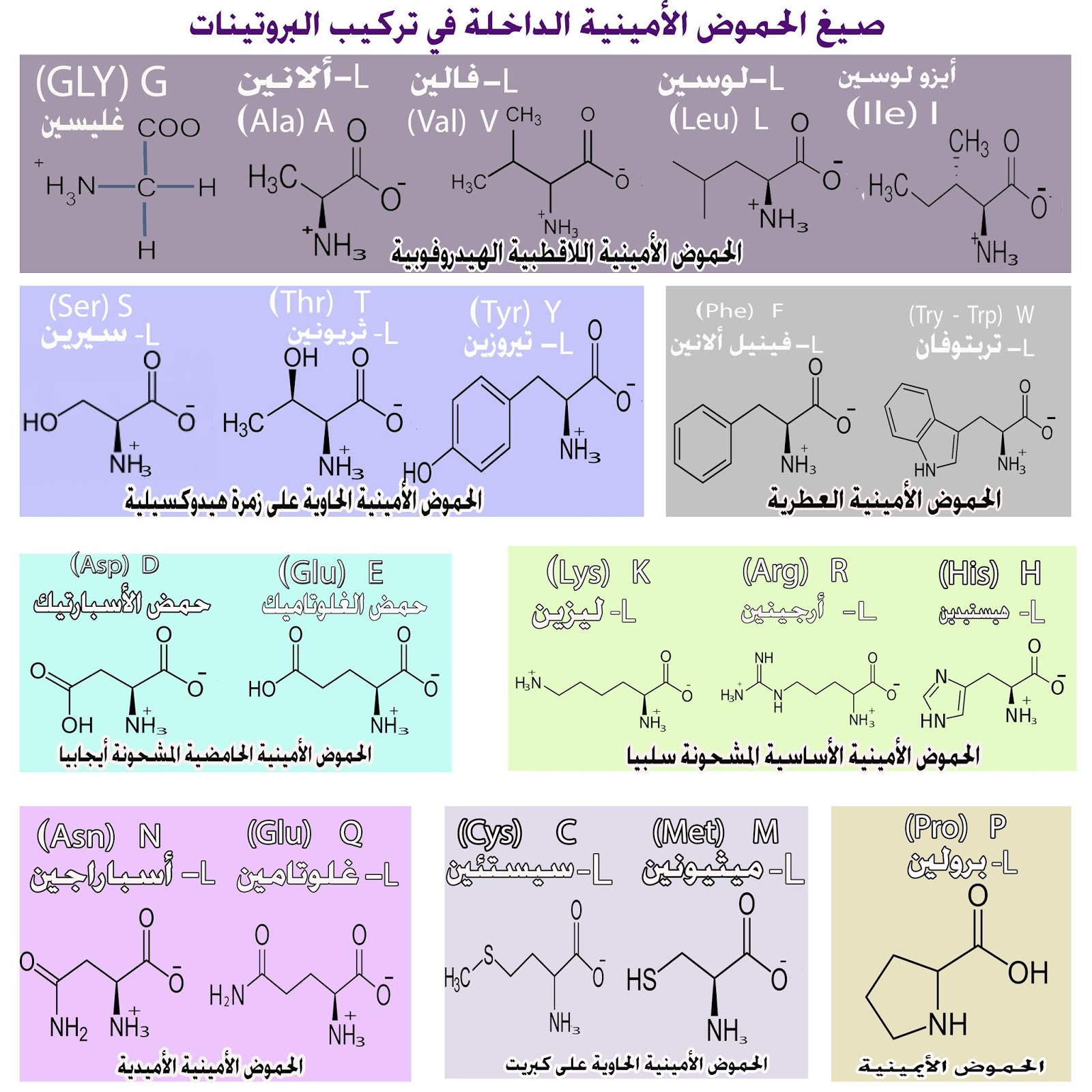 الأحماض الأمينية أنواعها أهميتها