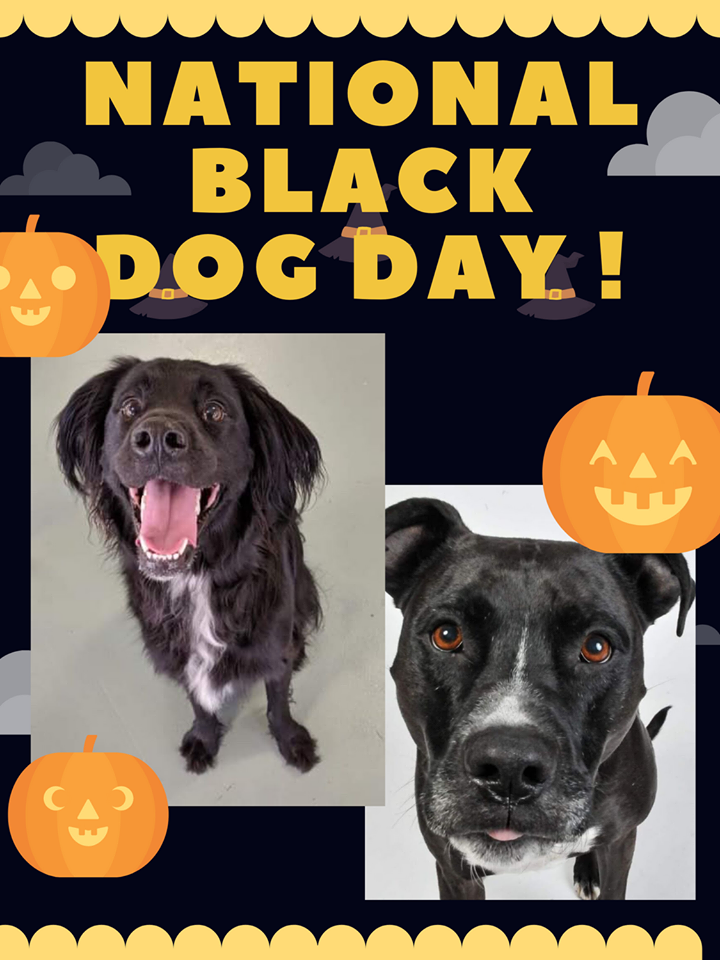 National Black Dog Day Wishes Images download