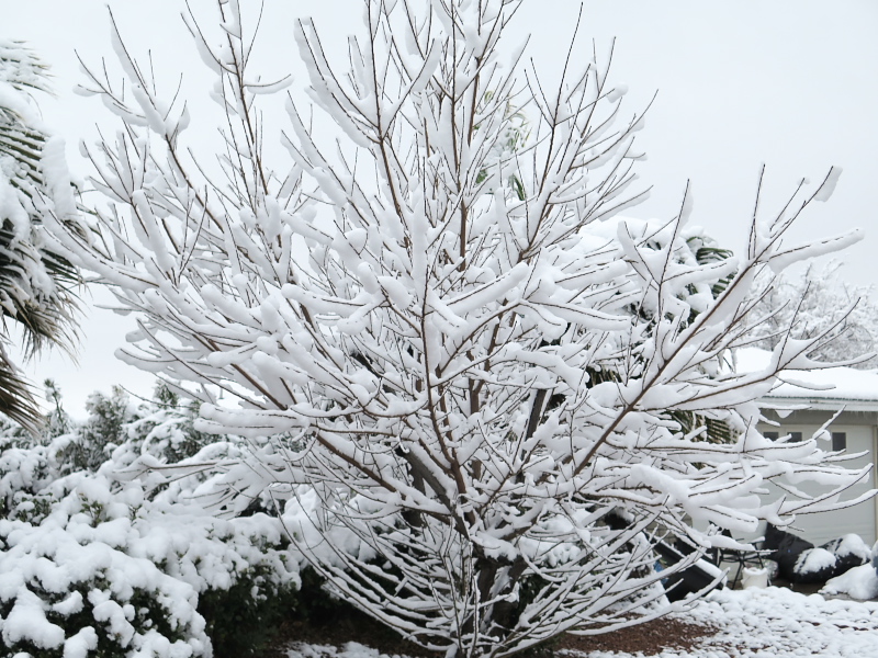 Carla's blog Four Inches of Snow in Alamogordo, New Mexico
