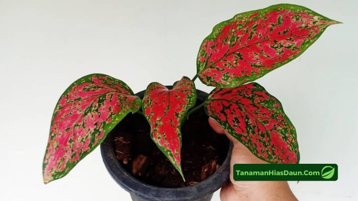 Gambar Aglaonema Red Valentine Gambar-Aglaonema-Red-Valentine