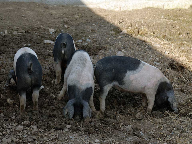 pet pig breeds, pig breeding farm, small pig breeds for pets