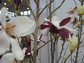 dwukolorowe kwiaty magnolii Old Port