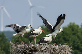 Naturfotografie wildlife Nikon Weißstorch