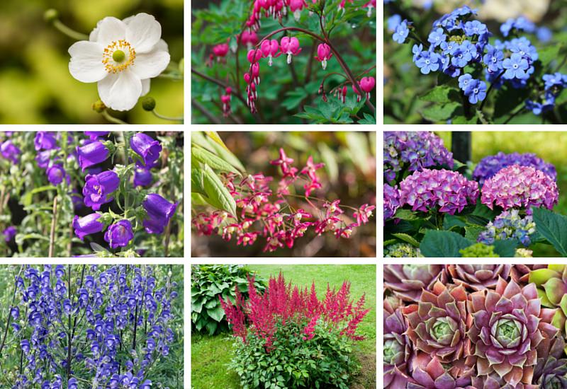 101 Budgeting tips There are TONS of Plants That Will Grow In the Shade