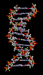 DNA çift sarmalının yapısı